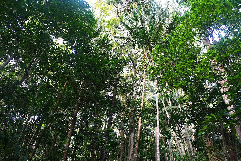 sarawak-tajung-datu-forest-01.jpg